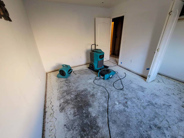 Best Mold removal after water damage  in Bridgman, MI
